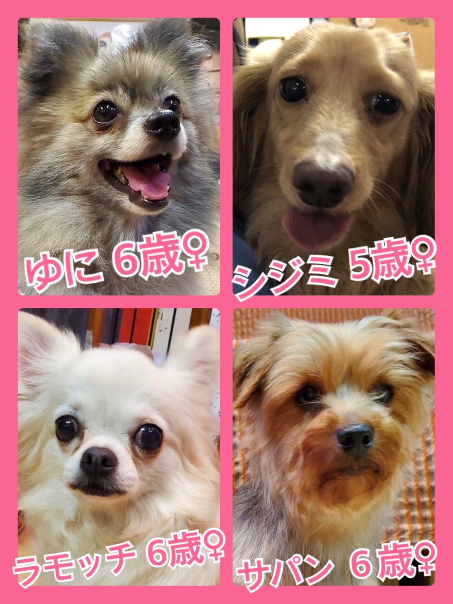 🐾今日の里親様募集中ワンコ🐶メンバーです🐾2020,5,15